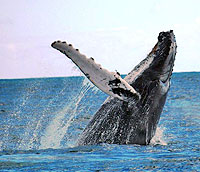 Cabo San Lucas Whale Watching Tour