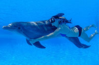 Woman Underwater Ride with Dolphin