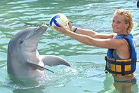 Los Cabos Dolphin Swim