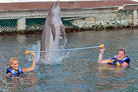 Dolphin Discovery Los Cabos