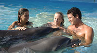 Cabo Dolphin Encounter