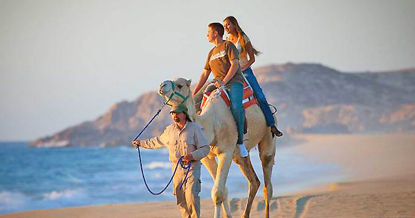 camel tour cabo san lucas