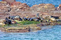 Sea Lions Los Cabos