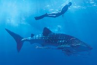 Whale Sharks in Cabo San Lucas
