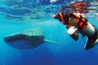 Cabo San Lucas Whale Sharks