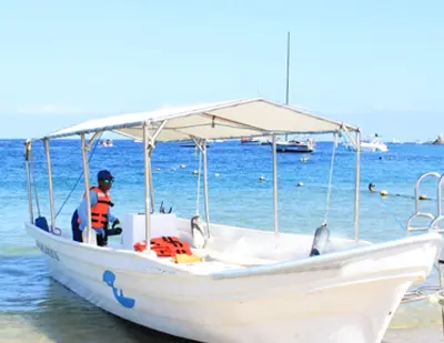 Whale Watching Express Tour