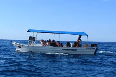 Cabo Whale Watching Excursion