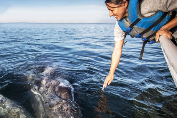 Whale Watching Cabo