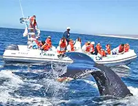 Whale Watching Zodiac Boat Cabo San Lucas