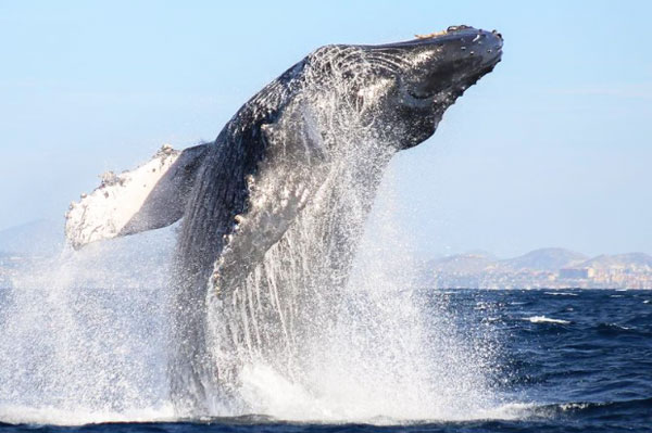  Whale Watch Cabo