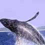 Cabo Whale Watching Tours