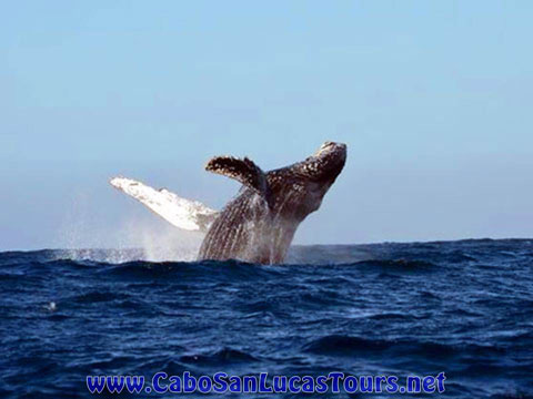 Private Whale Watching Tour