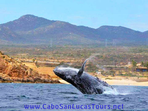 Cabo Private Sunset Cruise