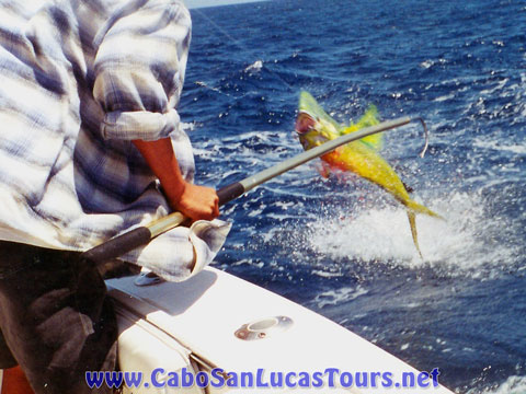 Private Sportsfishing Cabo San Lucas